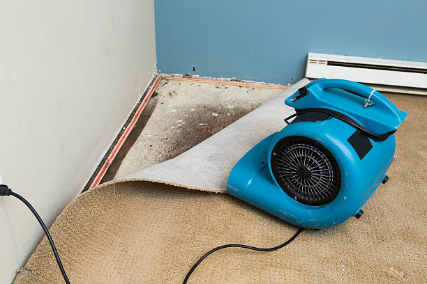 Best Water damage restoration mold remediation  in Highland, MD
